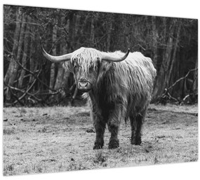 Kép - Skót tehén 3, fekete-fehér (70x50 cm)