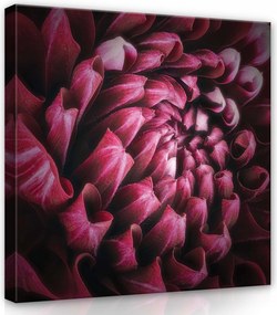 Vászonkép 80x80 Virág Makro Dália vagy Krizantém Szirom Fény Textúra