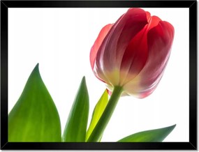 Poszter keretben 40x30 Piros tulipán virág
