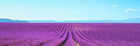 Kép végtelen levandula mező