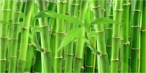 Fotótapéta falra edzett üveg Bambuszok 140x70