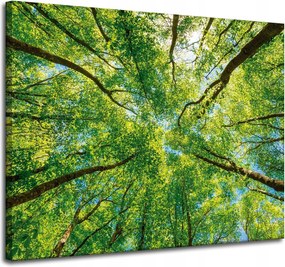 Vászonkép Fák Levelek Természet Erdő Tavasz 100x80 cm