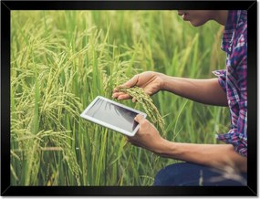 Poszterek keretben 40x30 A termést kutató gazda