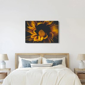 Kép - Napraforgó fekete háttérben (90x60 cm)