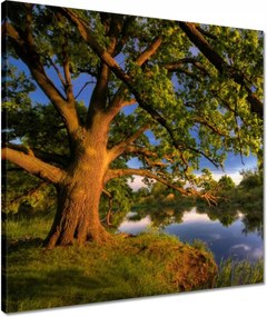 Vászonkép 50x50 Tölgy a croissant-ban