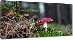 Vászonkép 115x55 Gomba Vörös légykapó