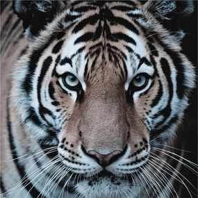 Divatos Flizelin tapéta 3D fali ragasztóval Tigris portré 250x250 Ragasztó