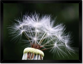 Poszterek keretben 40x30 Pitypang Virág Virágok