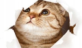 Fotó-kép fotó edzett üveg macska 140x70