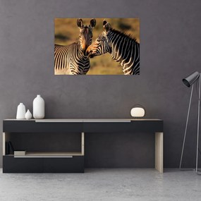 Kép - Két zebra (90x60 cm)