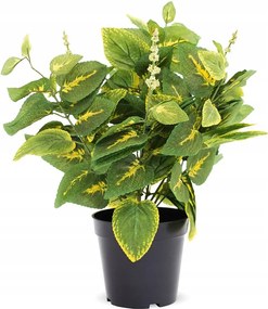 Műnövény Csalán Cserépben 40cm Koleus