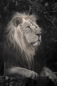 Poszter 30x45cm Oroszlán, Assaf Frank