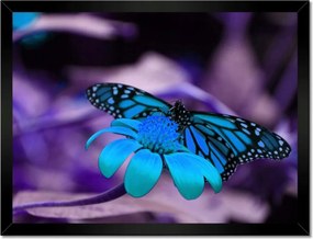 Poszter keretben 40x30 Kék pillangó