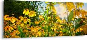 Sárga virágok képe (120x50 cm)