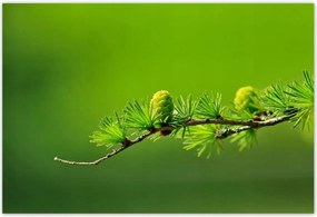 Poszterek 185x125 Fa Fák Kilátás