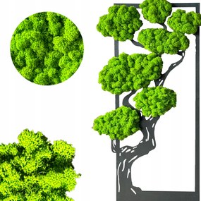 Moha Kép 60 cm Moha Élő Bonsai Fa Dekoráció
