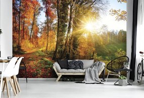 Fotótapéta - Őszi erdő (152,5x104 cm)