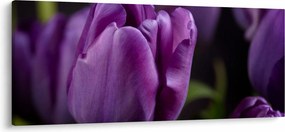 Tulipán vírág képe (120x50 cm)