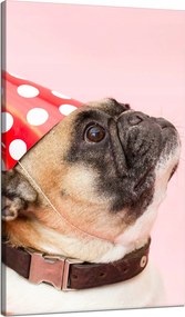 Vászonkép Ifjúsági Mopsz Születésnap Állatok Természet Kutya 70x120