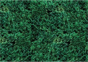 Tapéta Zöld erdő Levelek Természet Nyugalom Növényzet falra 250x175 +ragasztó