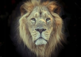 Poszter 84x59,5cm Oroszlánfej, Assaf Frank