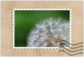 Poszterek 60x40 Pitypang Virág Virágok