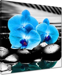 Vászonkép 40x40 Türkiz orchidea Virág