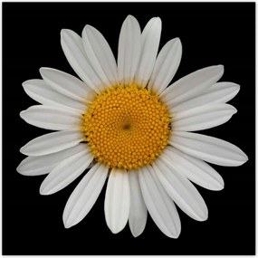 Poszterek 70x70 Fehér kamillavirágok