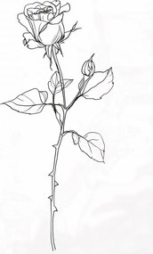 Poszter 20,5x28,4cm Rózsa kontúr