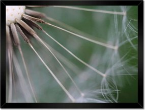 Poszterek keretben 40x30 Pitypang Virág Virágok
