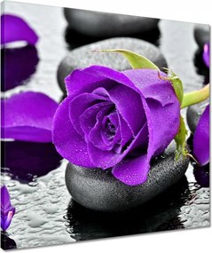 Vászonkép 50x50 Lila rózsa kövek