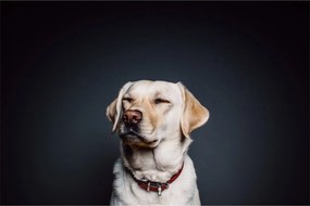 Labrador képe (90x60 cm)