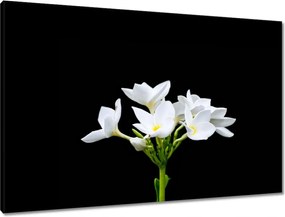 Vászonkép 90x60 Virág Frangipani plumeria