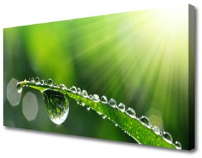 Vászonkép Grass Nature Dew Drops 120x60 cm