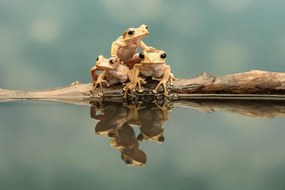 Fotográfia Close-up of borneo eared frogs, Gary Davis / 500px