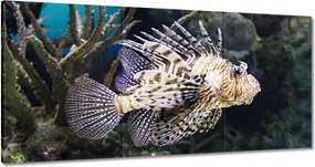Vászonkép 180x90 Víz alatti élet Halak