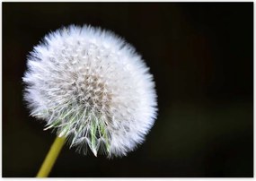 Poszterek 100x70 Pitypang Virág Virágok