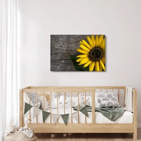 Kép - Napraforgó virága (90x60 cm)