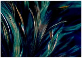 Poszterek 100x70 Puha pávatollak