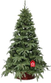 Natura jegenyefenyő 3D 150 cm