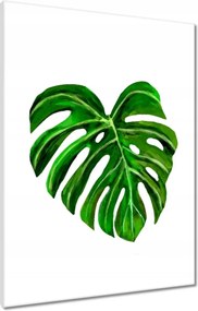 Vászonkép 60x80 Monsera levél lyukas