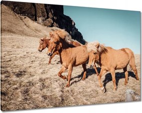 Vászonkép 100x70 Ló Lovak Lovaglás