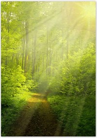 Poszterek 70x100 VarĂĄzslatos erdĆ SugĂĄrzĂĄs