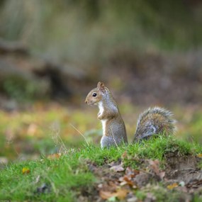 Poszter 40x40cm Mókus a fűben, Assaf Frank