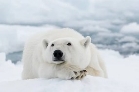 Művészeti fotózás Polar bear, dagsjo, (40 x 26.7 cm)