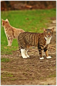 Poszterek 60x90 Cica Cicák