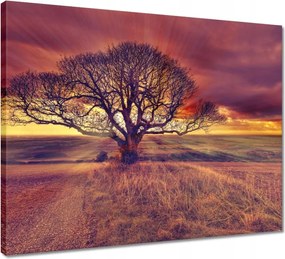 Vászonkép 50x40 Fa