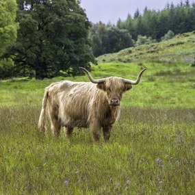 Poszter 80x80cm Hegyi tehén 2, Assaf Frank
