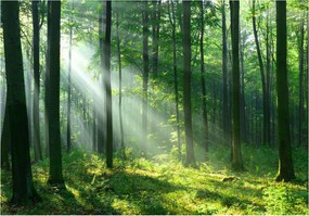 Fotótapéta flizelina Napsütötte és misztikus erdő A természet nyugalma 350x250 +ragasztó