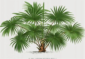 Design fotótapéta Flizelin falra Egzotikus minta 208x146 Ragasztó